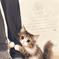 このアドトラック見た後に何か猫拾った⋯☆ 2枚目