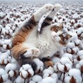 スノーダンスする猫 6枚目