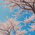 お花見 7枚目