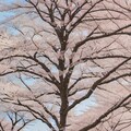 お花見 5枚目