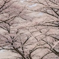 お花見 4枚目