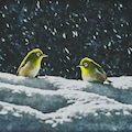 White-eyes in winter night (1) 8枚目