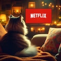 NETFLIXを観る猫 2枚目