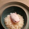 ウーパールーパー丼 2枚目