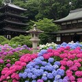 紫陽花寺 4枚目