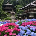 紫陽花寺 3枚目