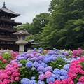 紫陽花寺 2枚目