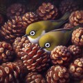 White-eyes in pinecones 2枚目