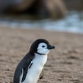 世界ペンギンの日① 7枚目