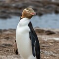 世界ペンギンの日① 4枚目