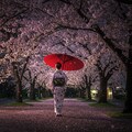 桜散らしの雨 9枚目