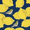 White-eyes and lemons 2枚目