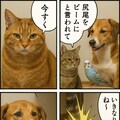 いぬとねこといんこ12 8枚目