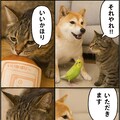 いぬとねこといんこ12 11枚目