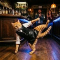 バーテンダーの猫 4枚目