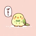喋るオウムとインコ 9枚目