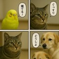 いぬとねこといんこ24 6枚目