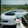 車の窓から白猫 7枚目