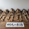 「剛毛の系譜」 12枚目