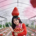Strawberry Harvest Joy 2枚目