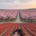 Strawberry Harvest Joy 3枚目