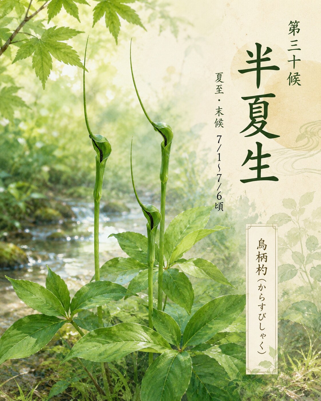 第三十候「半夏生」(夏至・末候)　7/1～7/6頃
