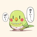 ぱんつインコ 9枚目