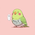 ぱんつインコ 3枚目