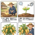 チャーハンの栽培方法 3枚目