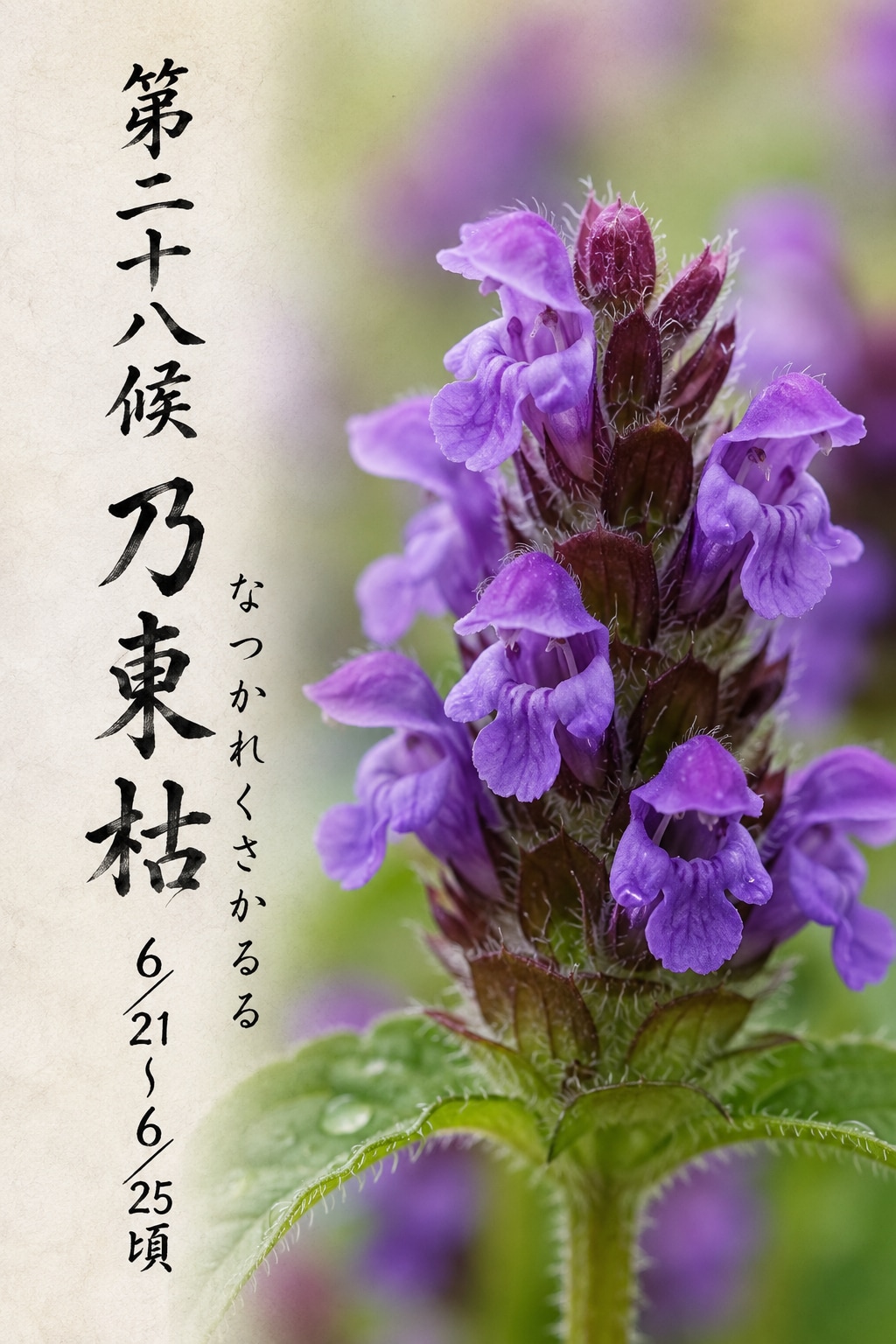 第二十八候「乃東枯 (なつかれくさかるる)」