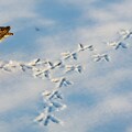 雪の中の鳥の足跡 9枚目