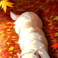 Sleeping in autumn 4枚目