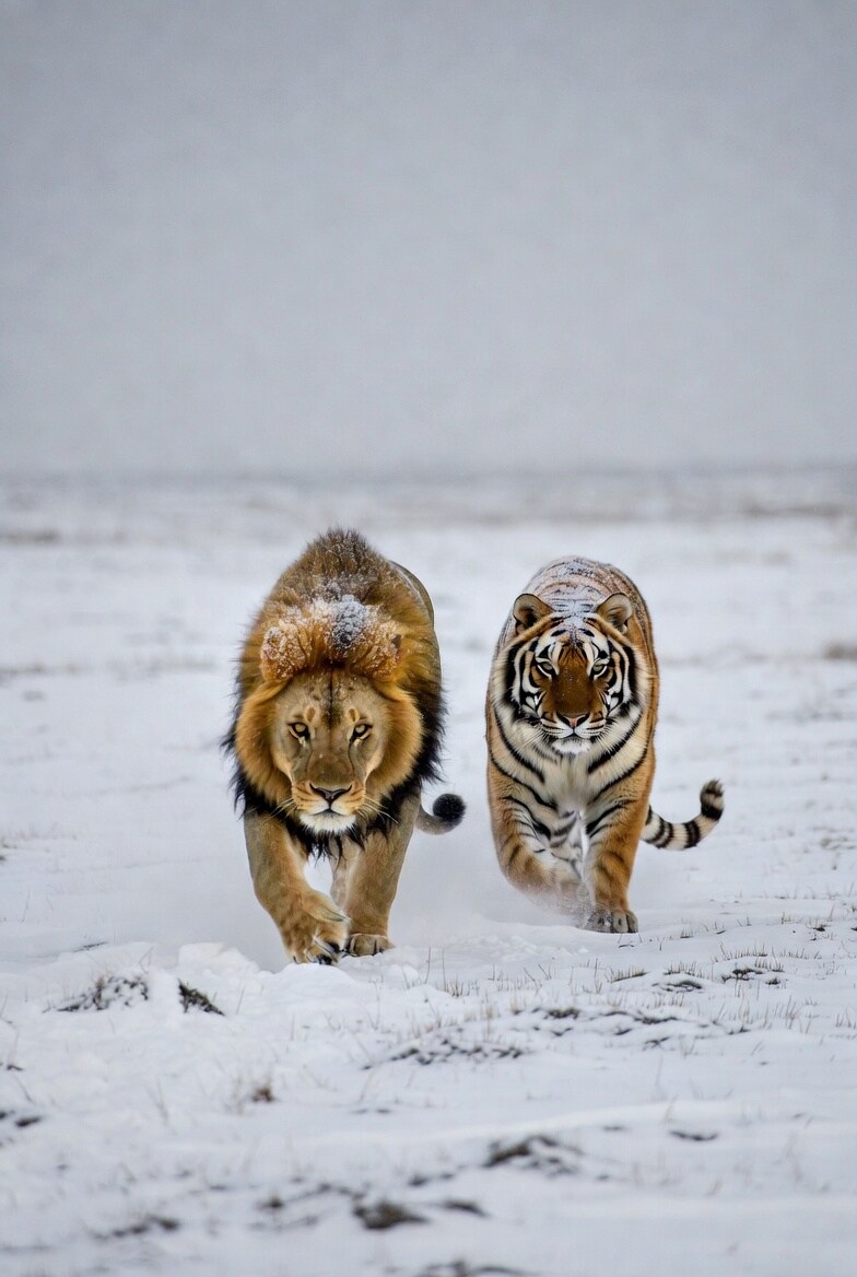 風格 | の人気AIイラスト・グラビア