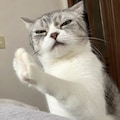 違う、そうじゃない感じの猫 7枚目