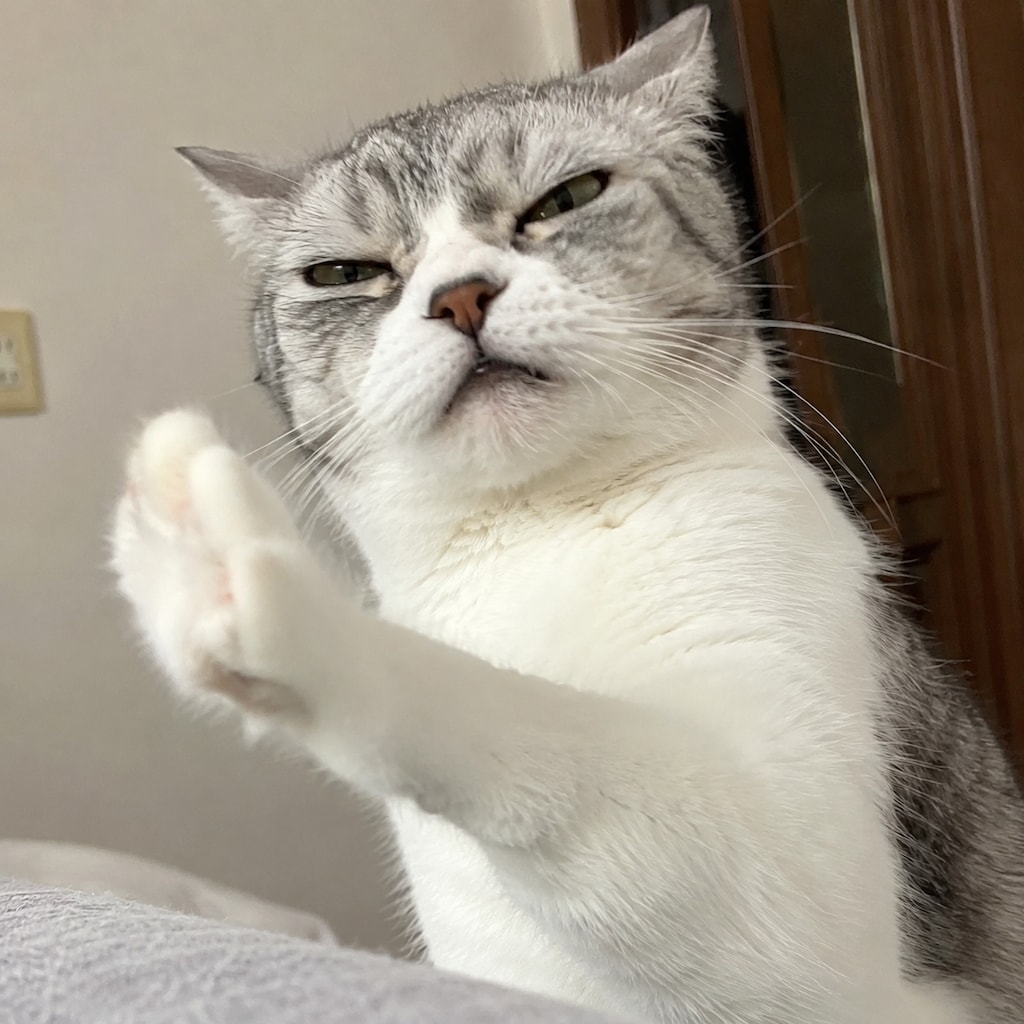 違う、そうじゃない感じの猫