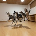 宙を舞うねこたち 2枚目