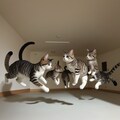 宙を舞うねこたち 4枚目