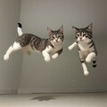 宙を舞うねこたち 3枚目