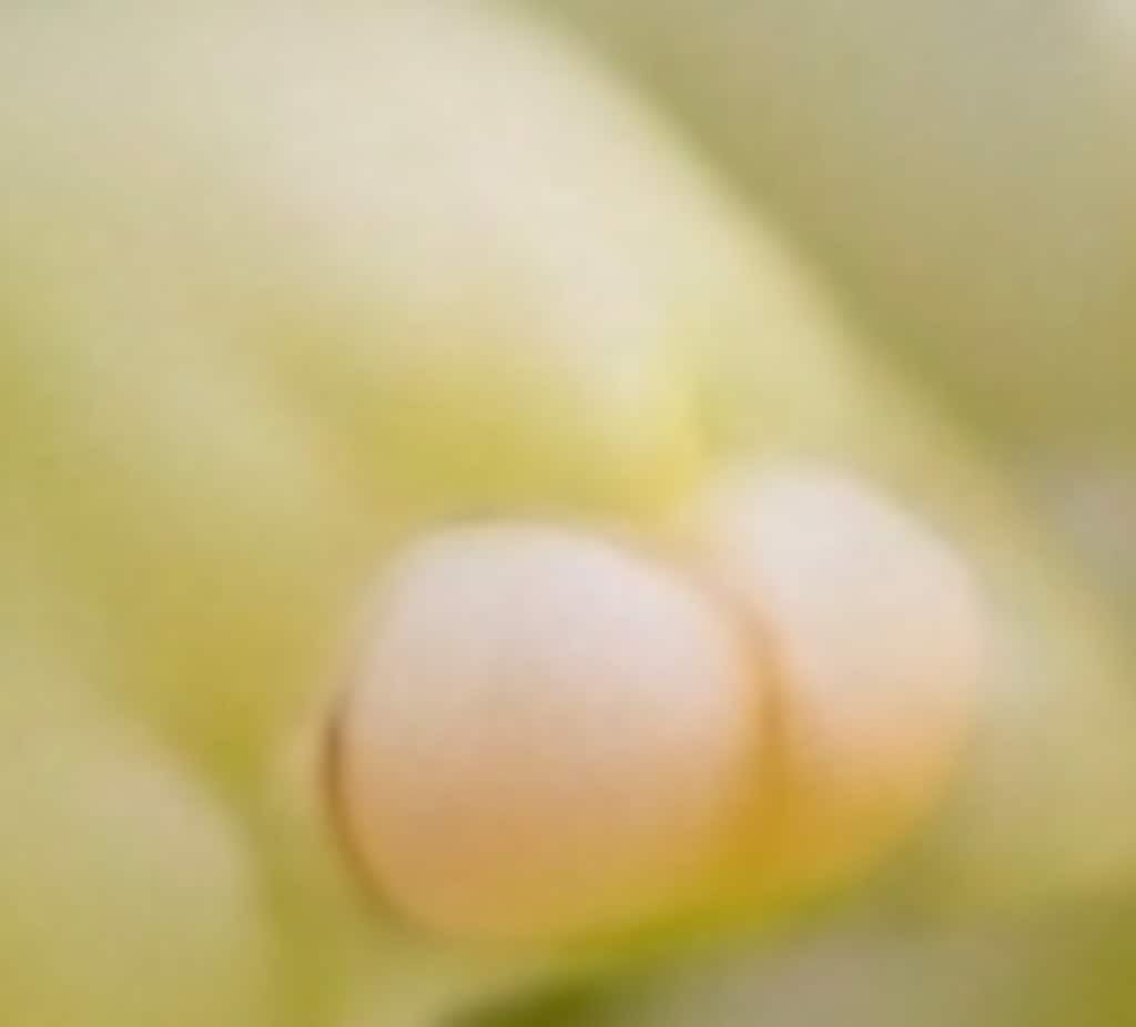 柔らかくて敏感なところ