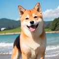 柴犬 7枚目