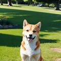 柴犬 あずき 紹介 (プロフィール) 3枚目