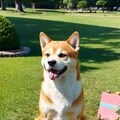 柴犬 あずき 紹介 (プロフィール) 2枚目