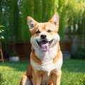 柴犬 あずき 紹介 (プロフィール) 4枚目