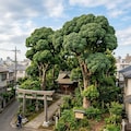 ブロッコリー風の鎮守の森 3枚目