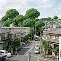 ブロッコリー風の鎮守の森 5枚目