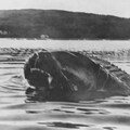フラットヘッド湖にて 4枚目