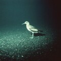 Bird on sea bed 4枚目