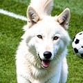 ただの犬じゃねぇー！！ 2枚目