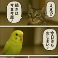 いぬとねこといんこ21 12枚目