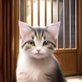 ねこ詰め合わせ(8枚) 3枚目